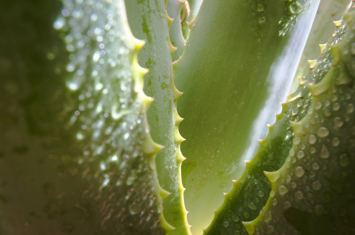 Why “Clean Ingredient a Good Skin Care” Isn’t Just Marketing Fluff—It’s Your Skin’s Lifeline